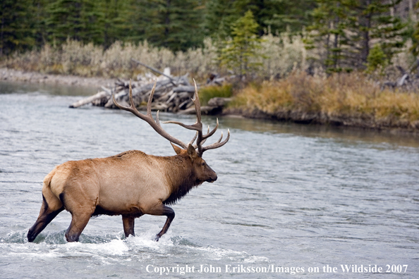 Elk in habitat