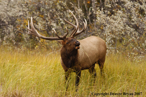 Rocky Mountain Elk bugling