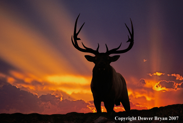 Rocky Mountain Elk bedded down