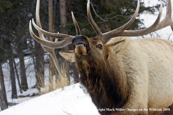 Rocky Mountain Elk in habitat