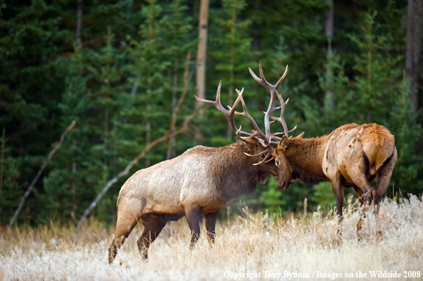 Bull Elk fighting