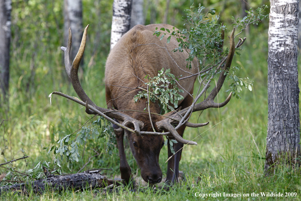 Rocky Mountain Bull Elk