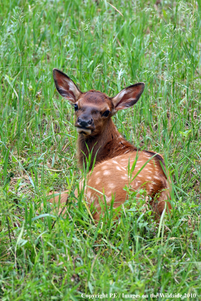 Elk calf in habitat. 