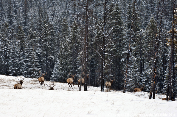 Rocky Mountain elk in habitat. 