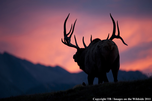 Rocky Mountain bull elk at sunset. 