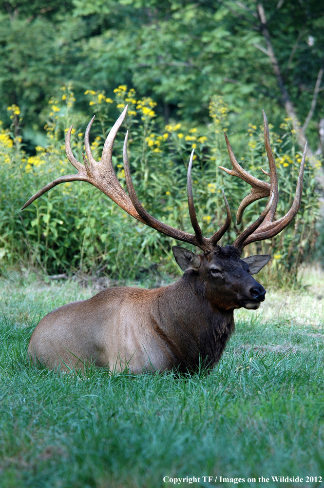 Rock Mountain Elk in habitat. 