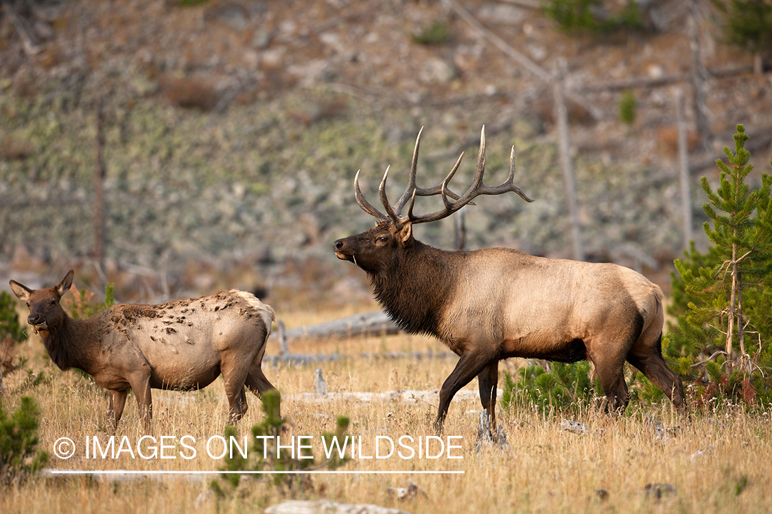 Rocky Mountain bull elk with cow in habitat.