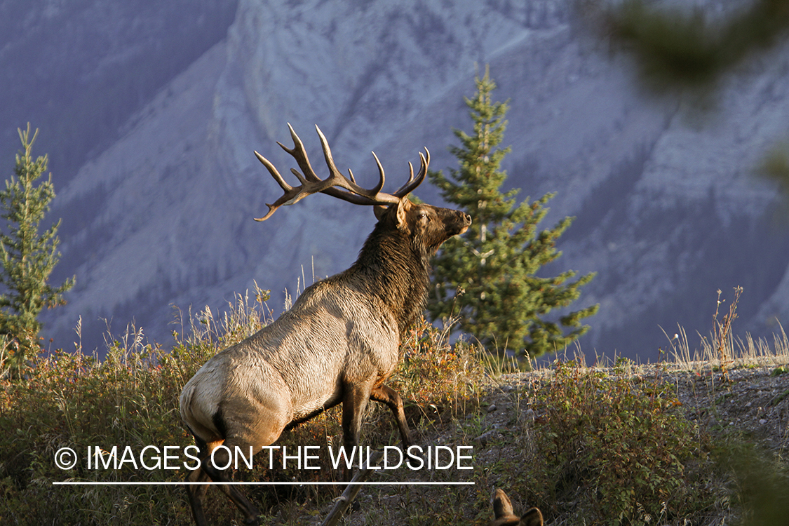 Rocky Mountain Bull Elk in habitat.