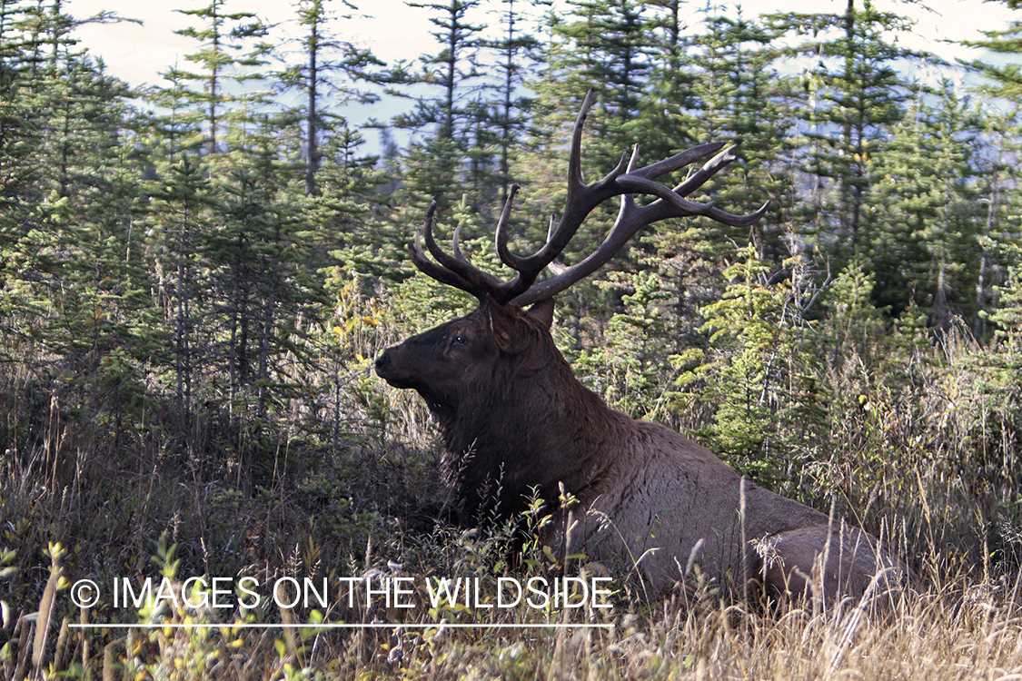 Rocky Mountain Bull Elk in habitat.