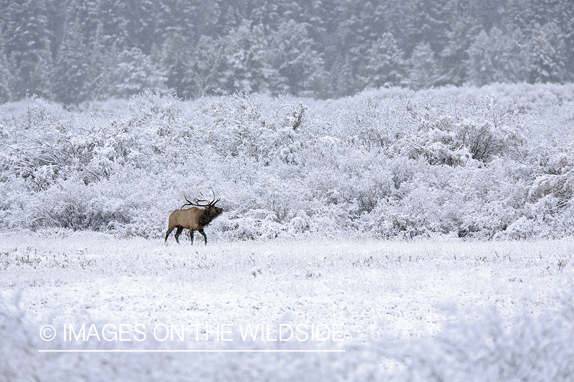 Rocky Mountain Bull Elk bugling in habitat.