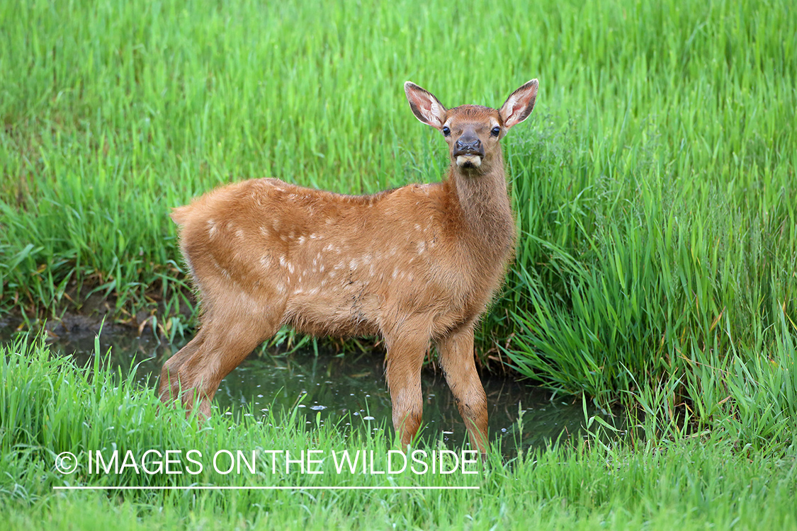 Rocky Mountain Elk Calf.