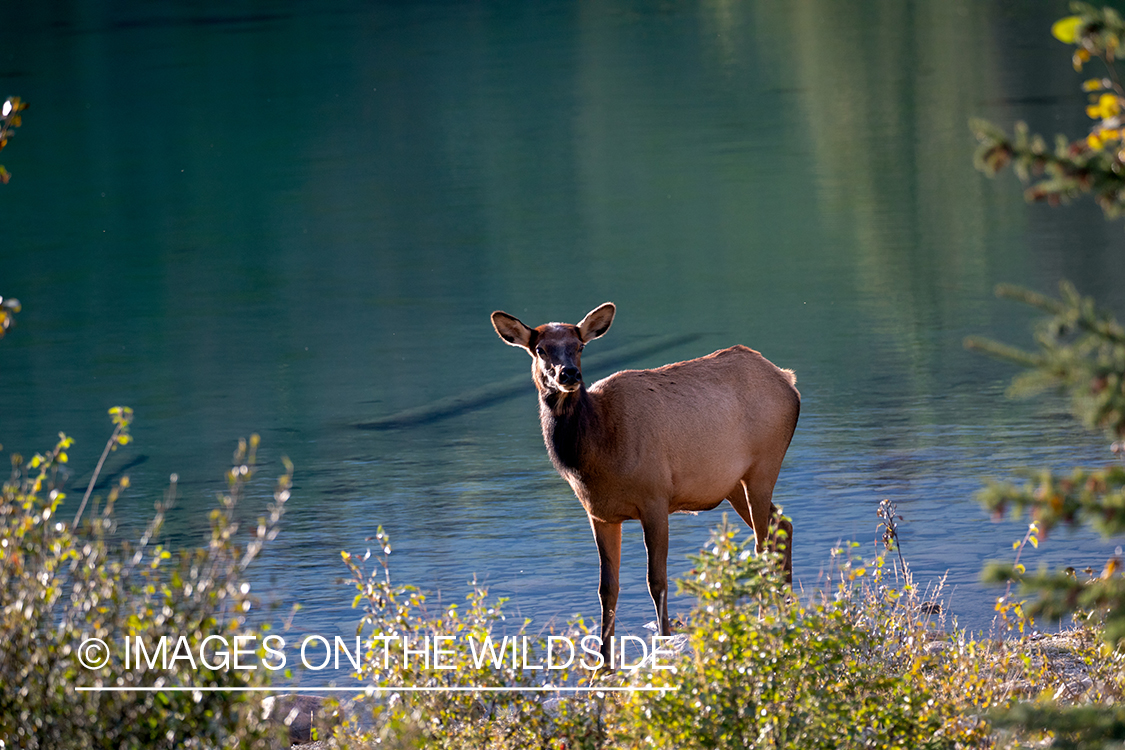 Cow elk in autumn habitat.