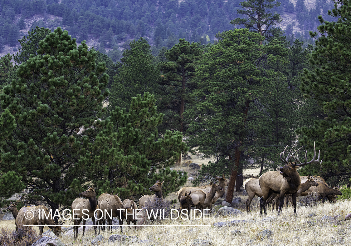 Elk herd in habitat.