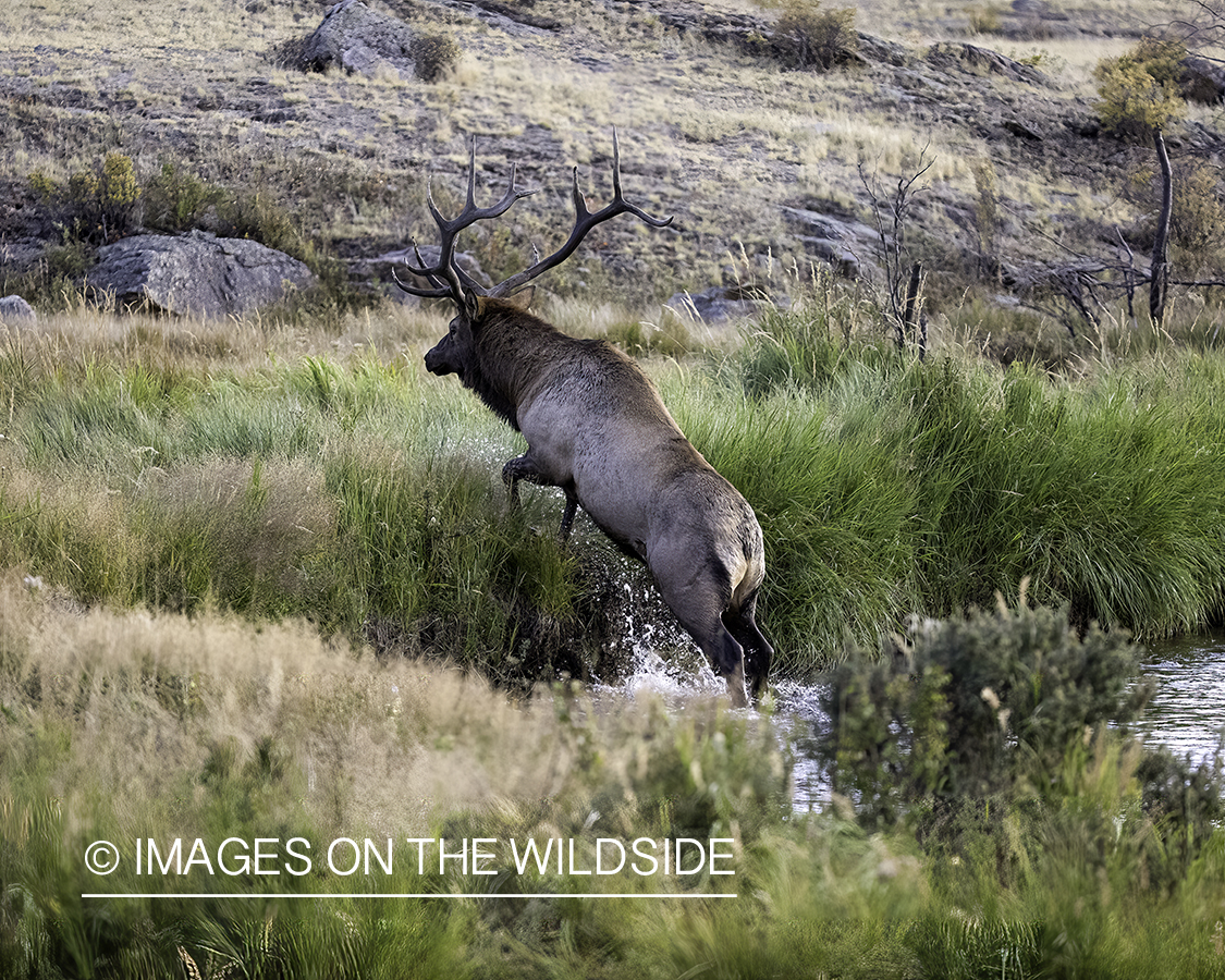 Bull elk jumping from stream.