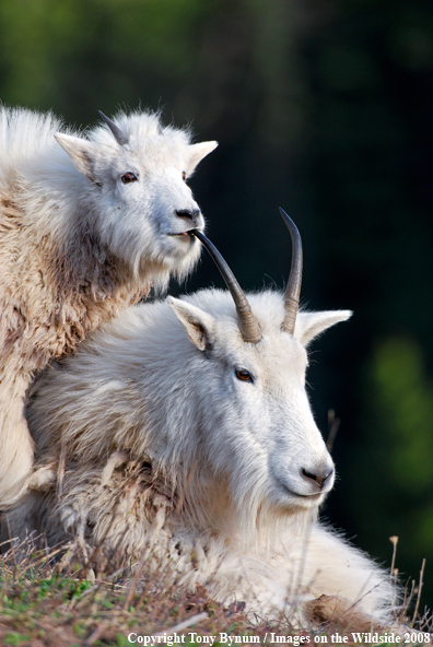 Nanny Goat with Kid