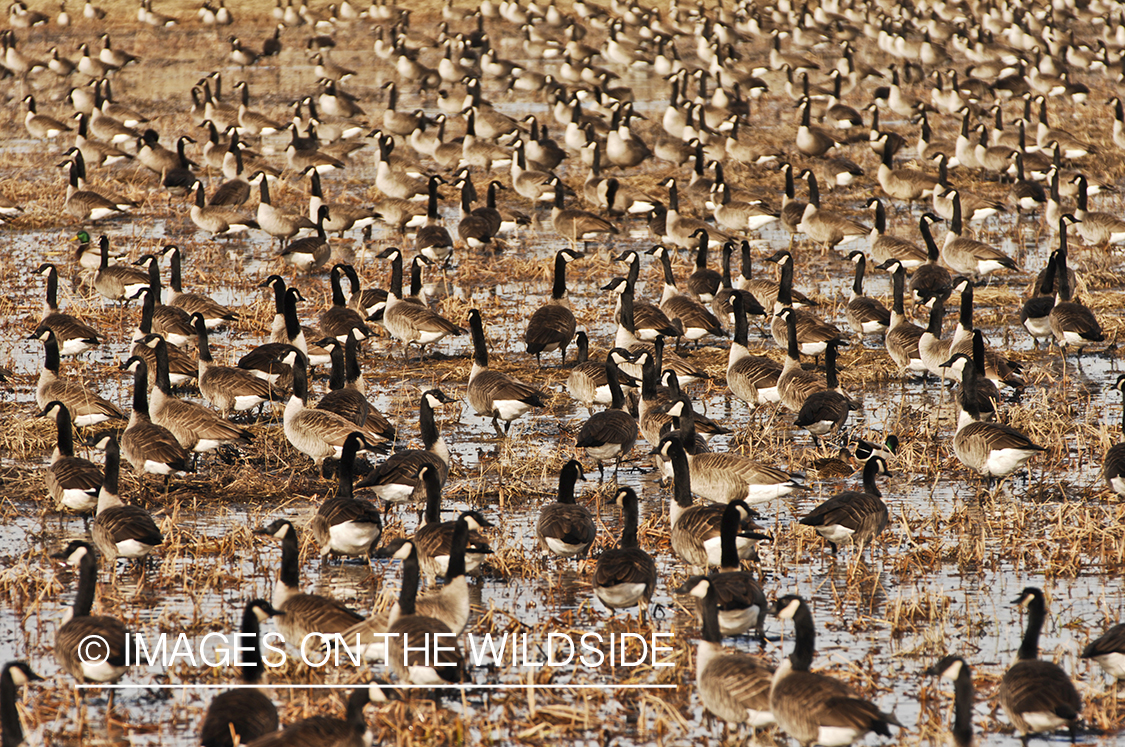 Flock of canadian geese in winter habitat.