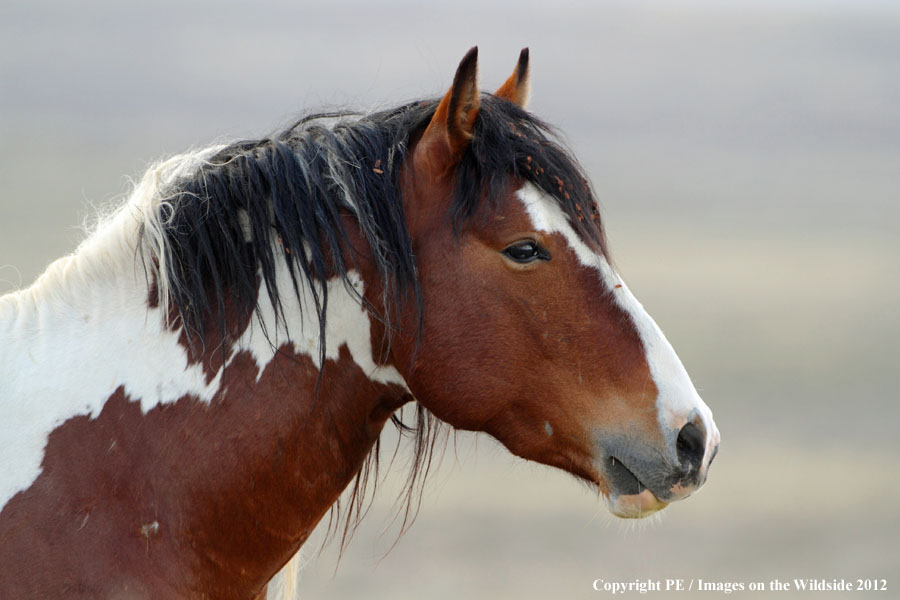 WIld Horse in habitat.