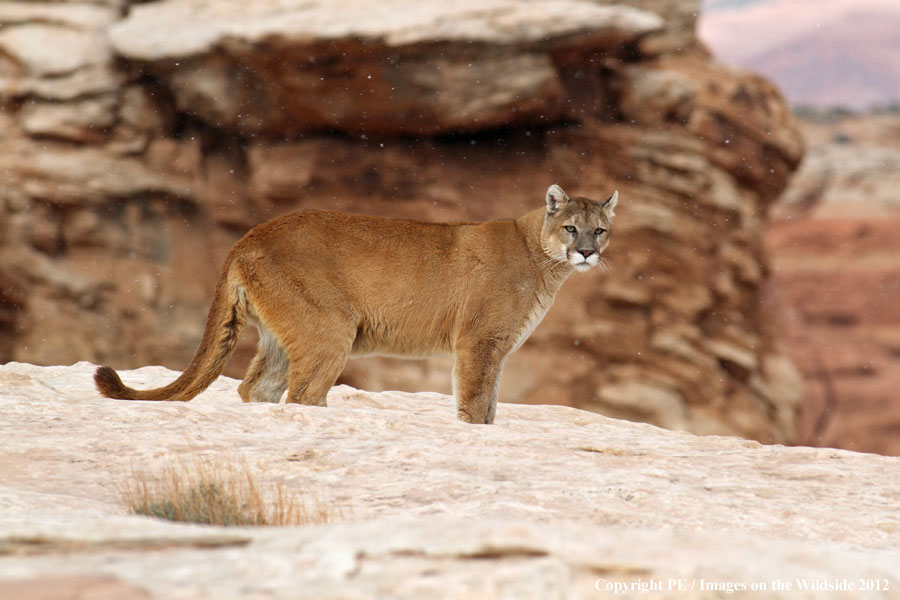 Mountain Lion in habitat.