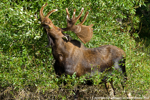 Shiras Moose eating. 