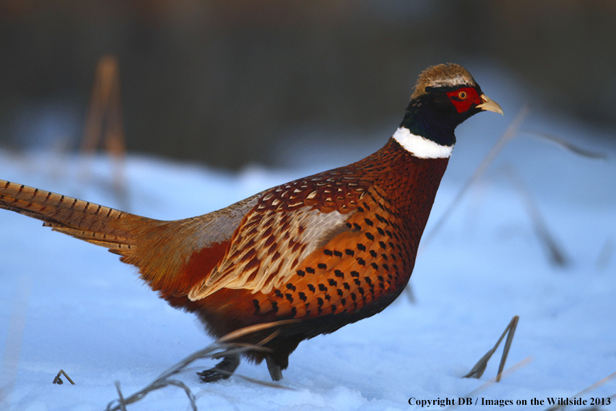 Ring-necked pheasant in field.