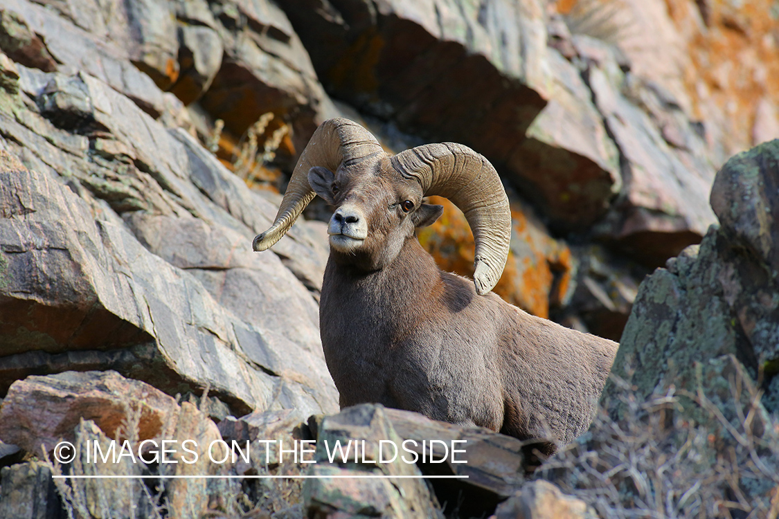 Rocky mountain bighorn sheep ram in habitat.