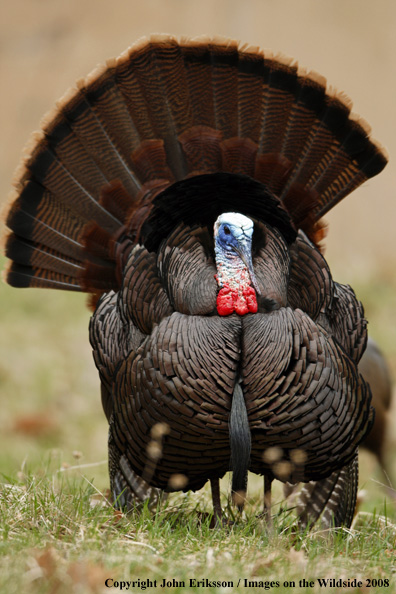 Eastern Wild Turkey