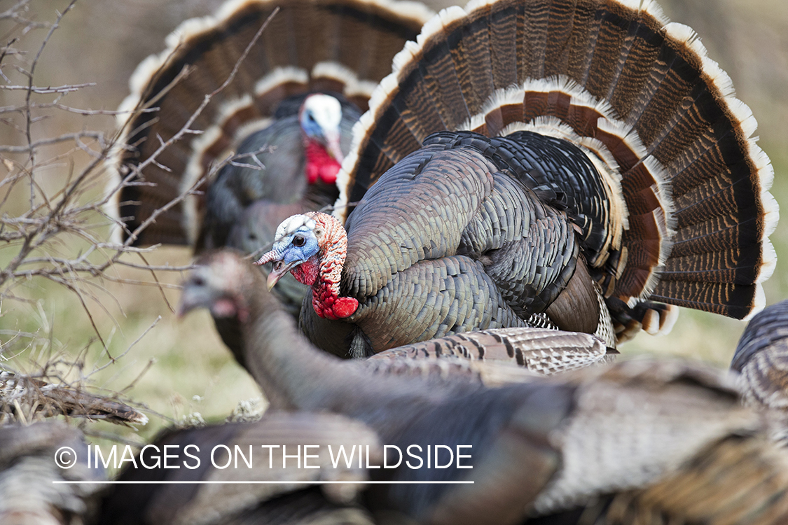 Eastern Wild Turkeys in habitat.