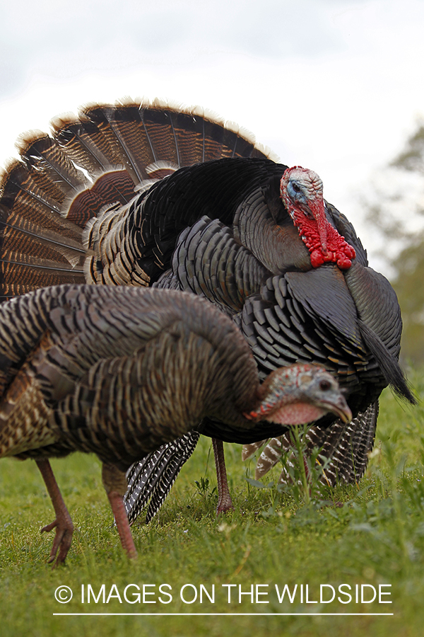 Rio grande turkey gobbler attending hen during spring. 