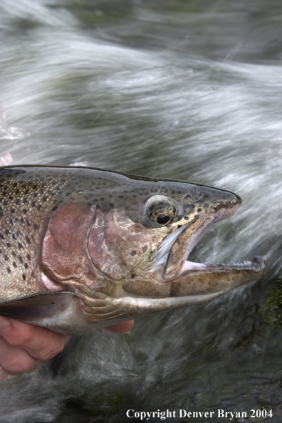 Close-up of Rainbow trout being released.