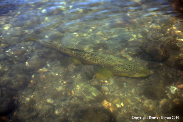 Brown trout species