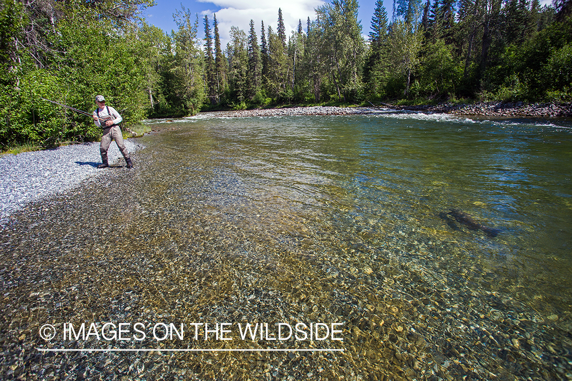 Flyfisherman fighting with salmon on Nakina River, British Columbia.