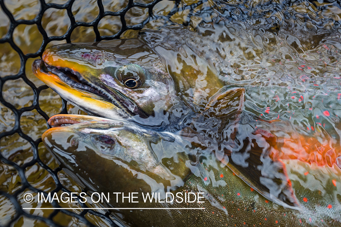 Dolly Varden. Nushagak River, Alaska.