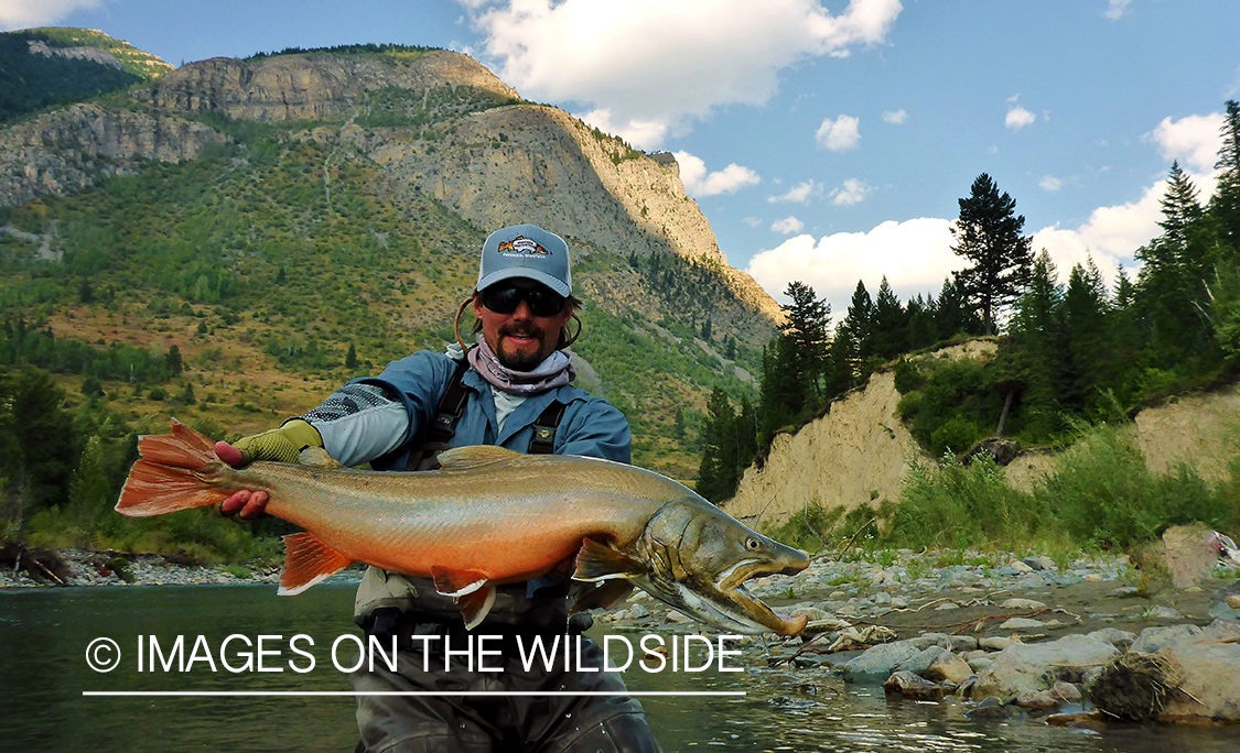 Flyfisherman releasing bull trout.