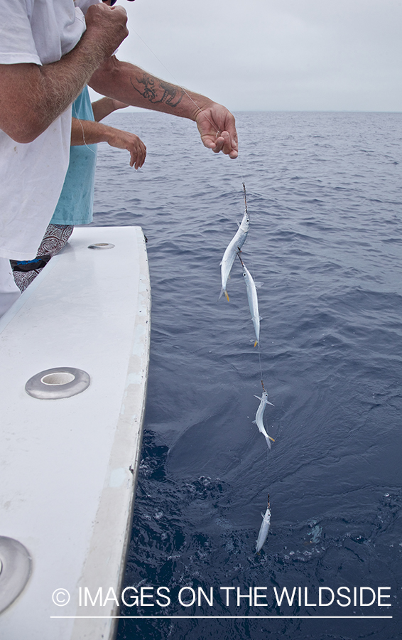 Fishermen setting bait.