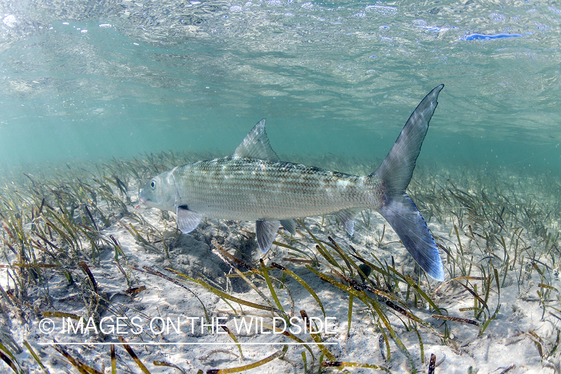 Flyfisherman releasing Bonefish.