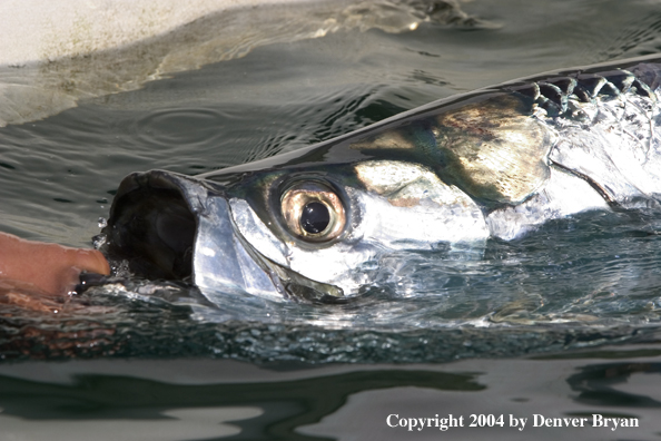 Flyfisherman releasing tarpon 