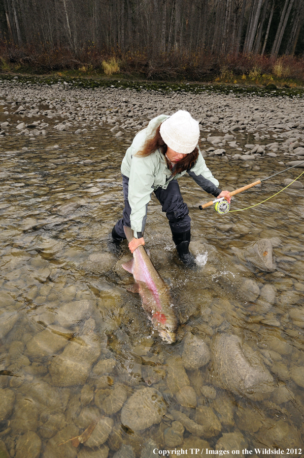 Flyfisherwoman releasing Steelhead. 