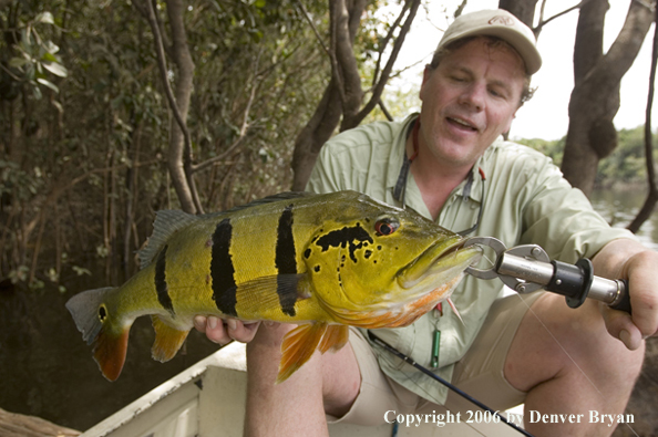 Fisherman holding Peacock Bass