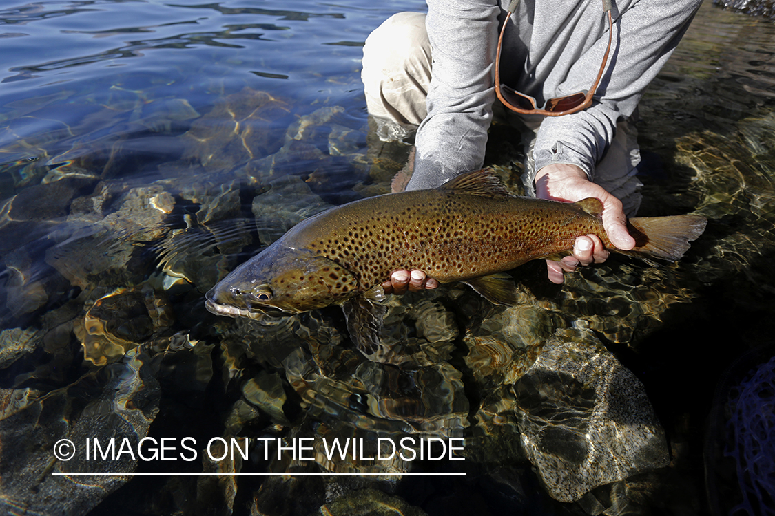 Flyfisherman releasing brown trout.