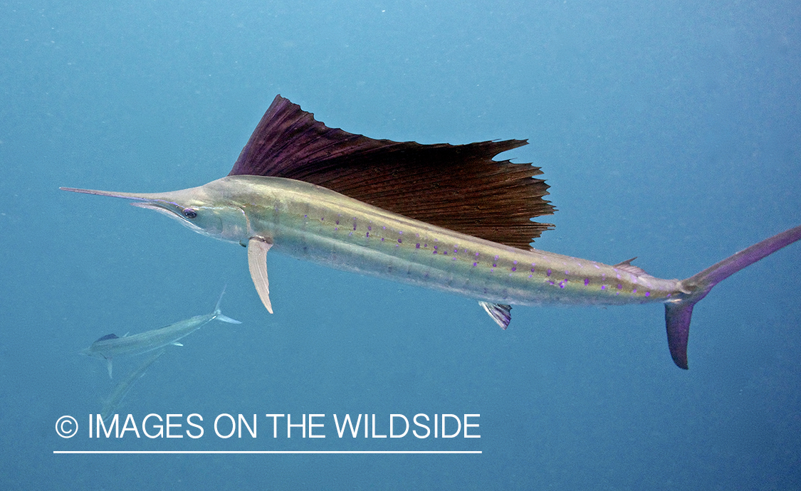 Atlantic sailfish in open ocean.