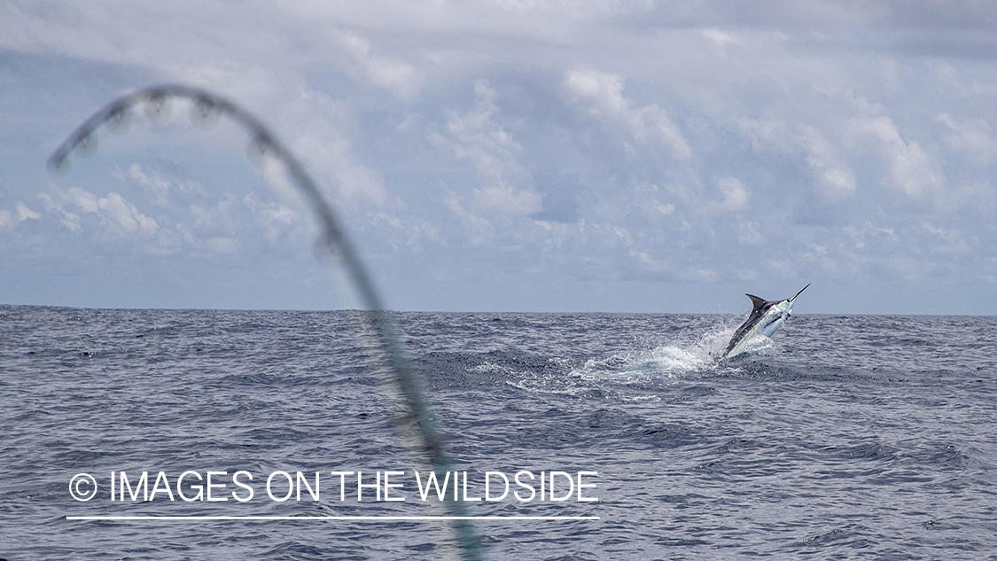 Marlin (blue) jumping.