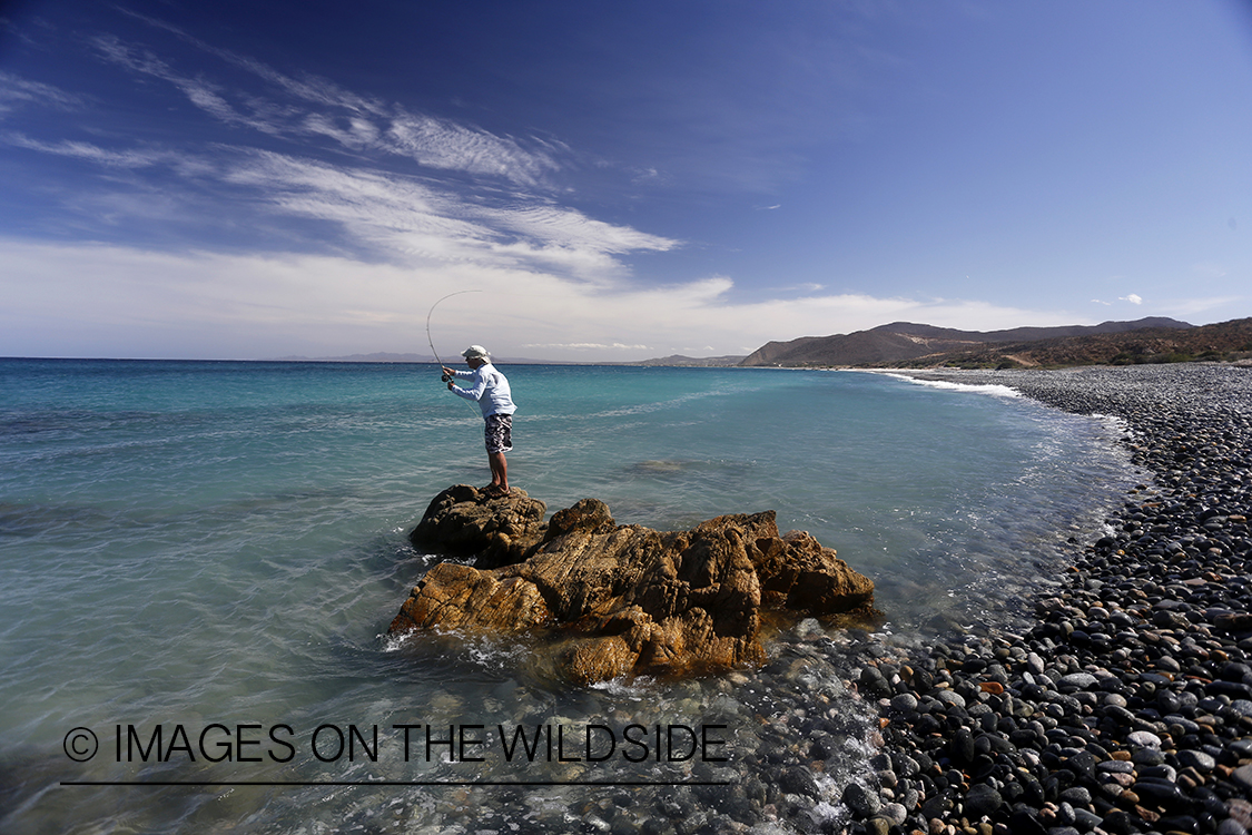 Flyfisherman fishing for roosterfish on beach.