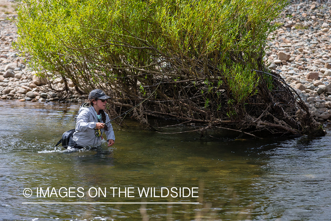 Woman fly fishing guide(Marcela Appelhanz) on stream.