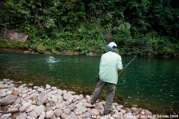 Flyfisherman with Golden Dorado