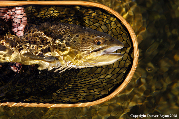 Brown Trout in habitat