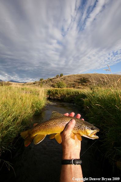 Flyfisherman with brown trout