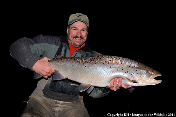 Flyfisherman with large Brown trout. 