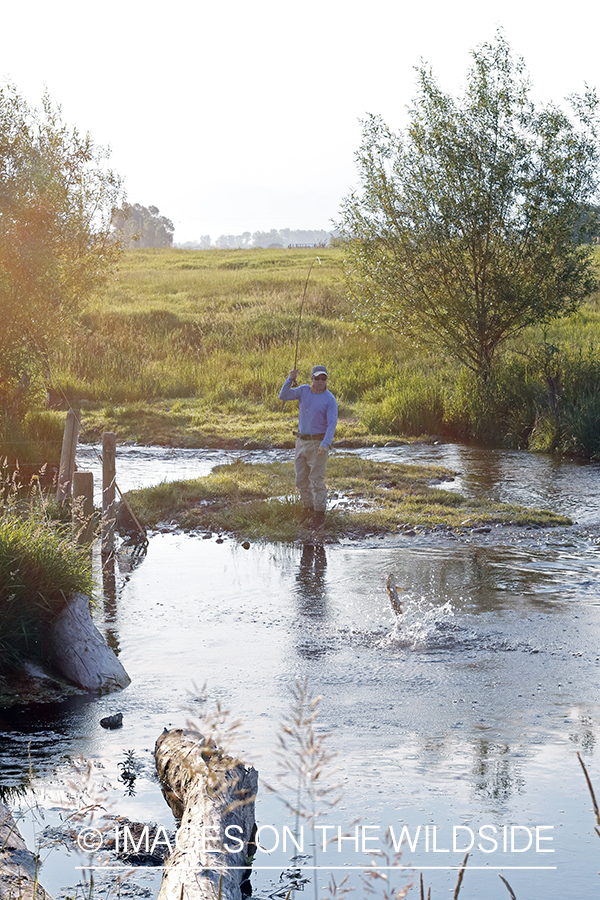 Fisherman fighting jumping brown trout.