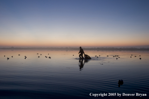 Waterfowl hunter with Labrador Retriever setting decoys on water.