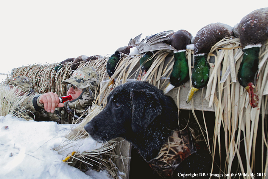 Waterfowl hunters in blind in field.